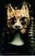 fotos/Thumbs/tn_katze2.jpg
